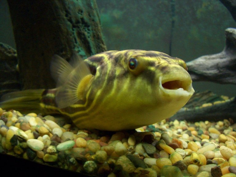 Types Of Fish In The River