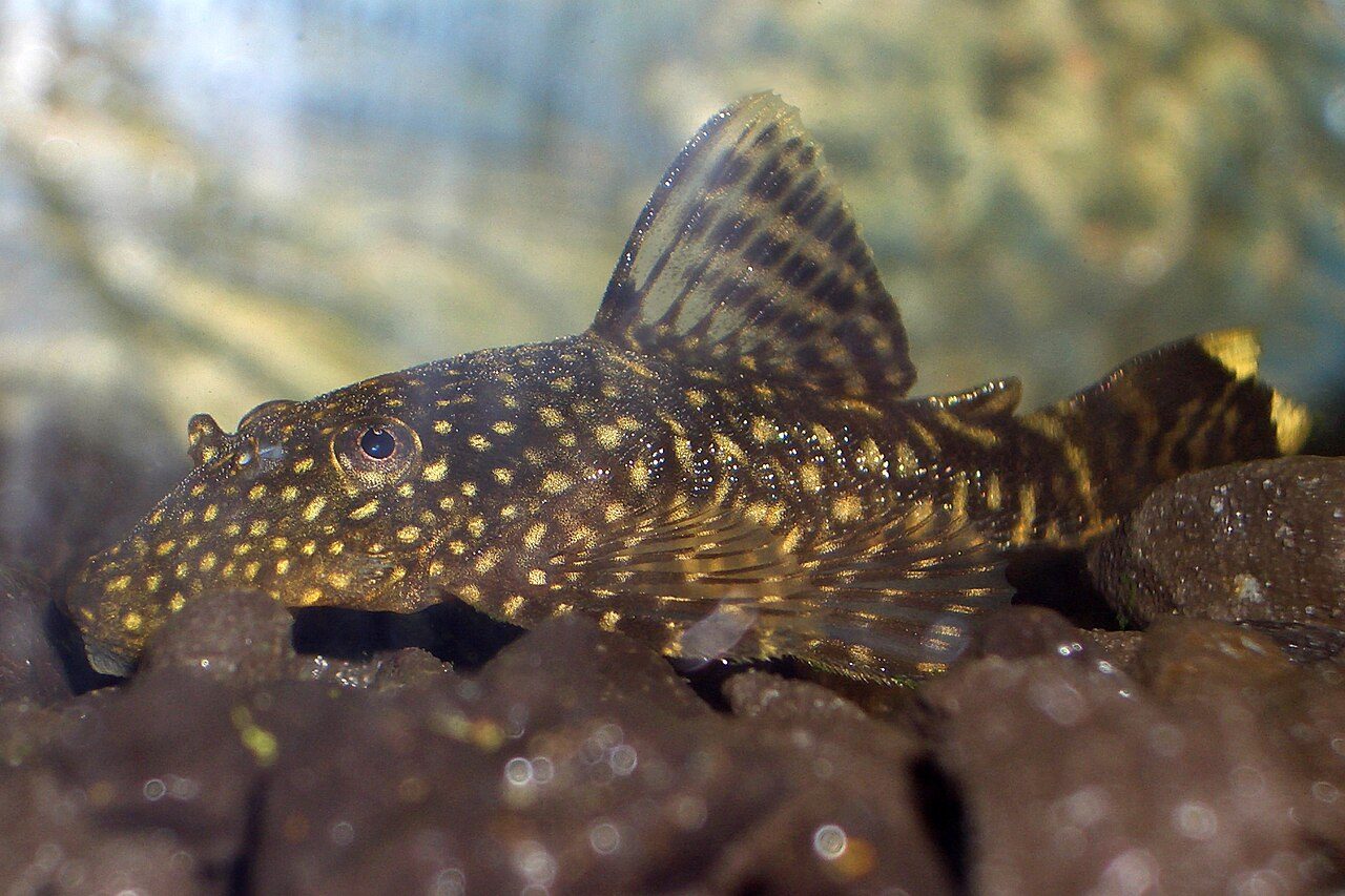 Types Of Freshwater Fish