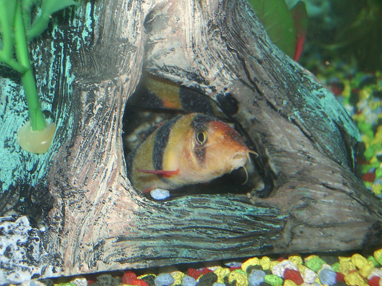 Types Of Freshwater Loach Fish