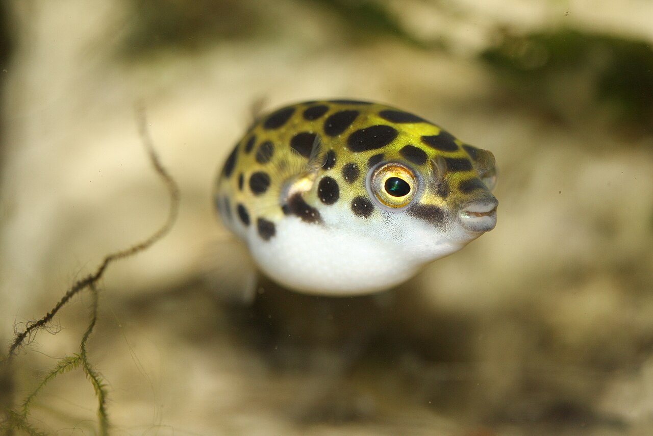 Types Of Freshwater Puffer Fish