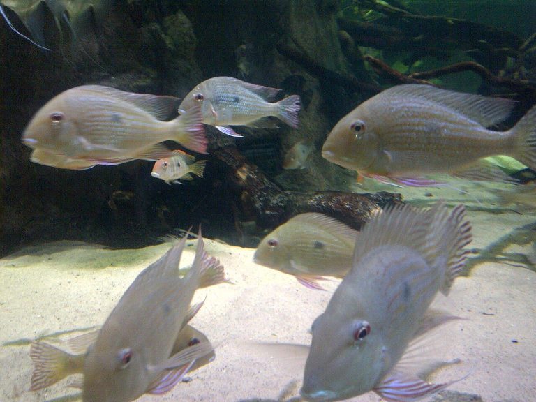Types Of Knifefish