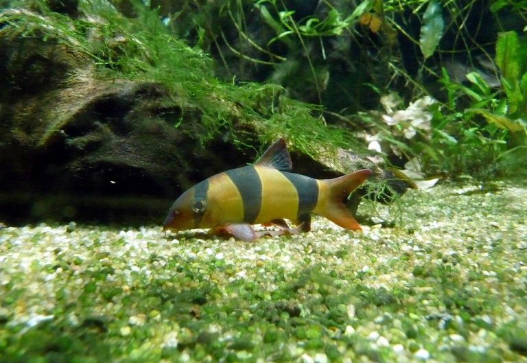 Types Of Loaches