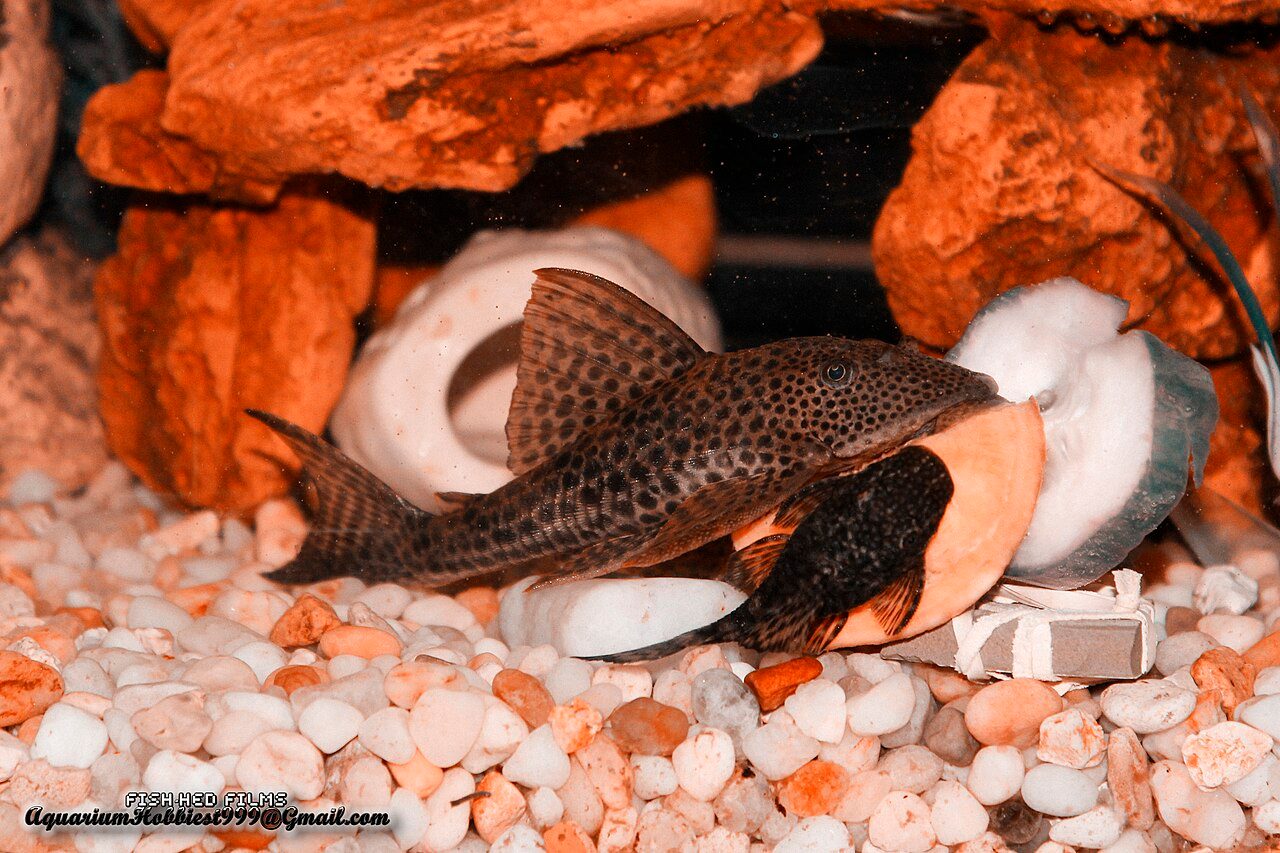 Types Of Pleco Fish