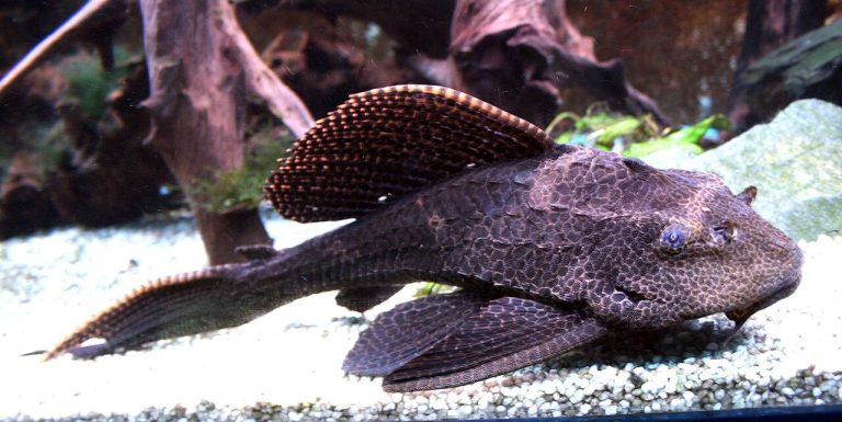Types Of Pleco Species