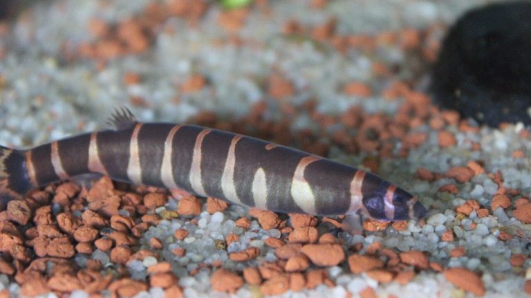 Types Of Saltwater Fish