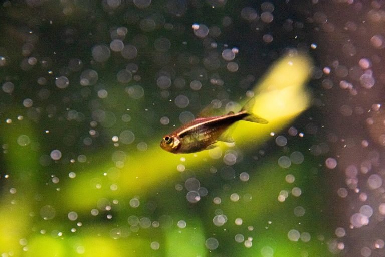Types Of Tetra Fish