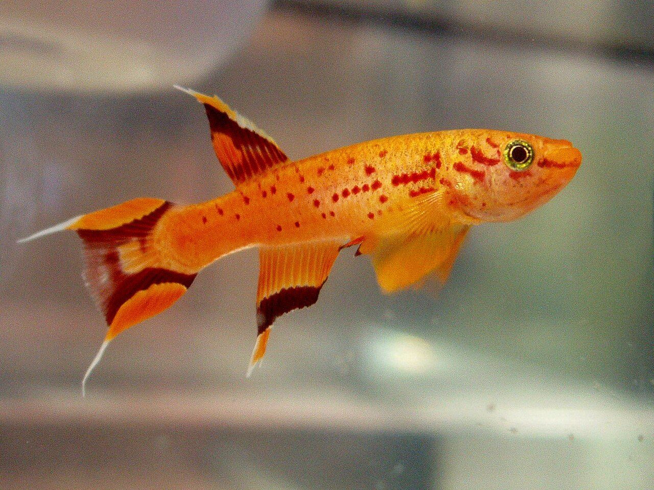 Types Of Tropical Freshwater Fish
