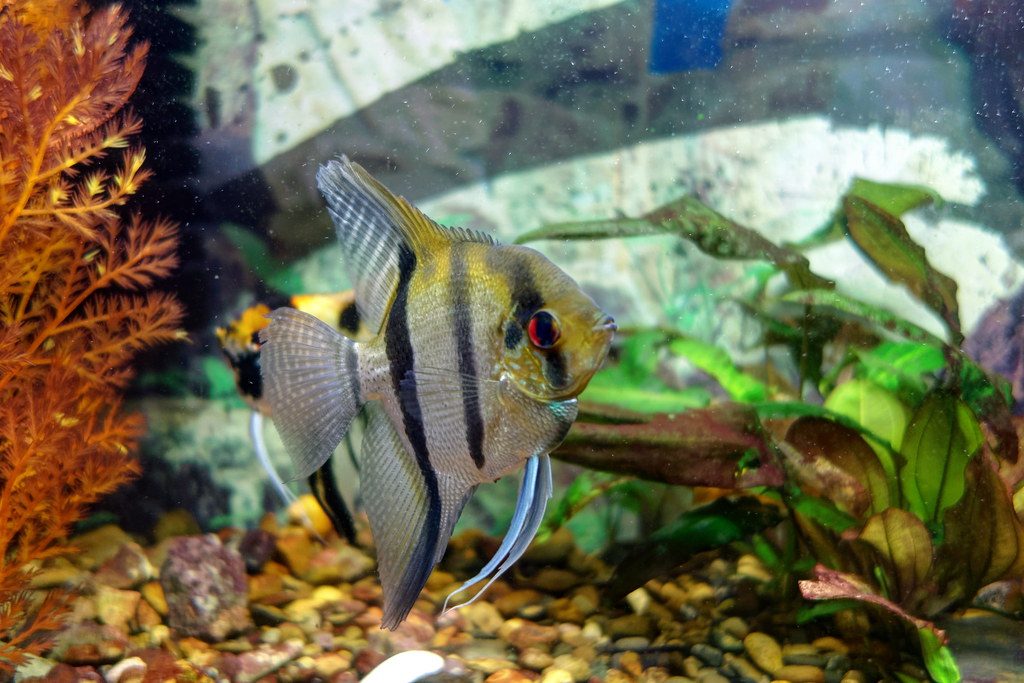 What Age Do Angelfish Reach Maturity