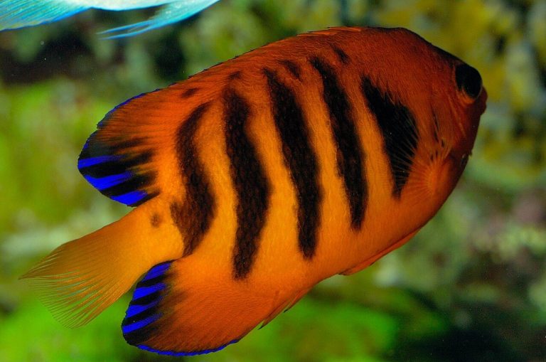 What Are Good Tank Mates For A Flame Angelfish