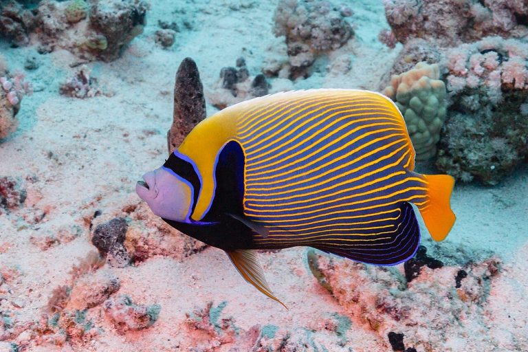 What Are The Different Types Of Saltwater Angelfish