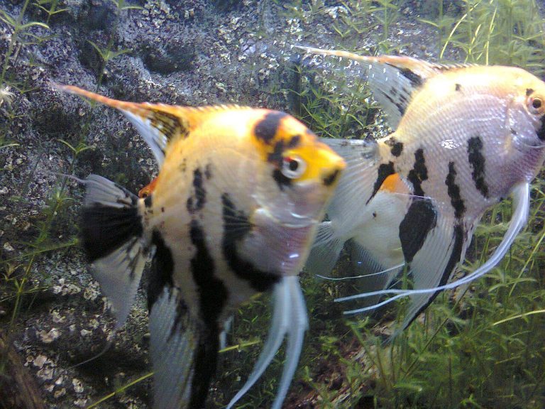 What Causes Fin Rot In Angelfish
