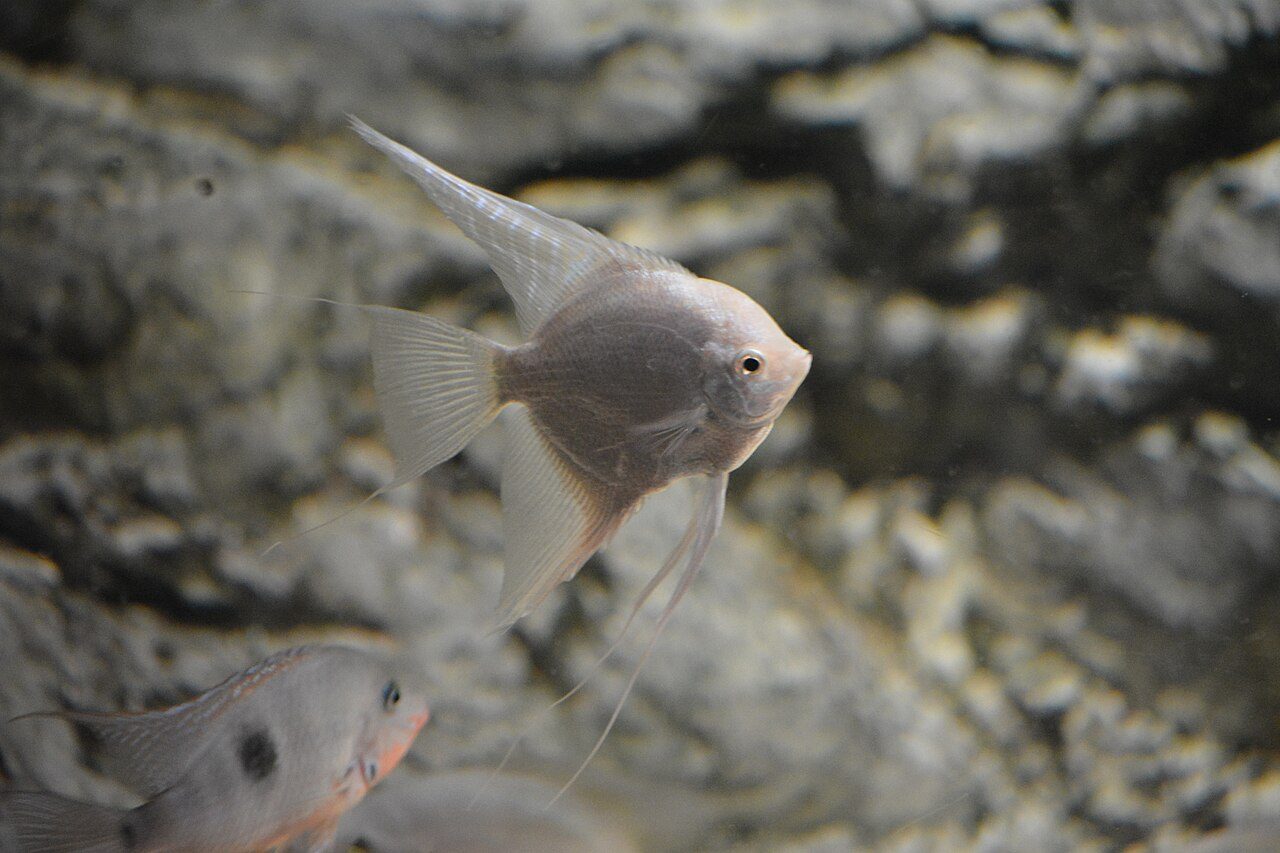 What Causes Ich In Angelfish