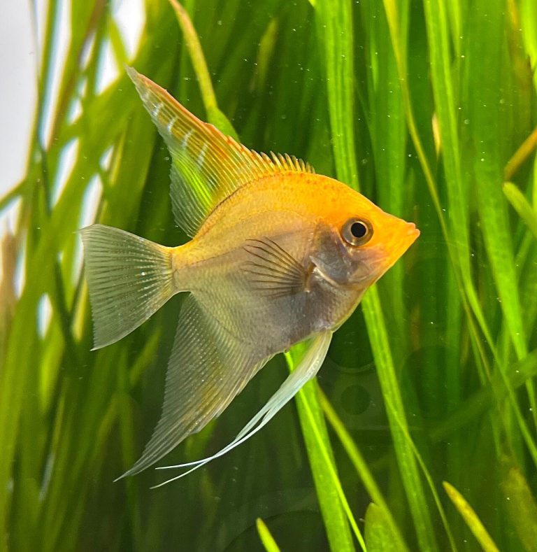 What Colors Do Angelfish Come In