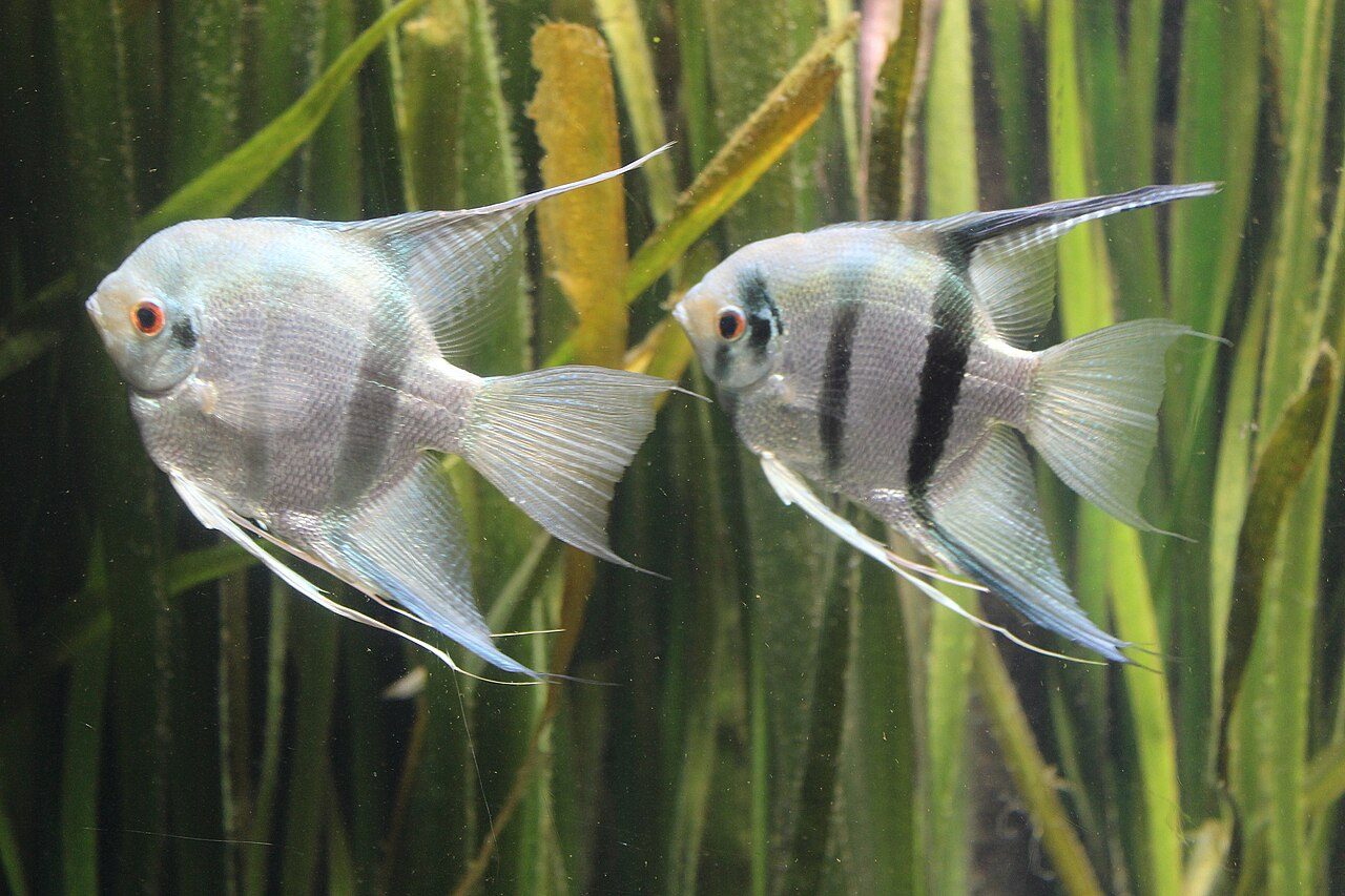 What Do Angelfish Eat In The Wild
