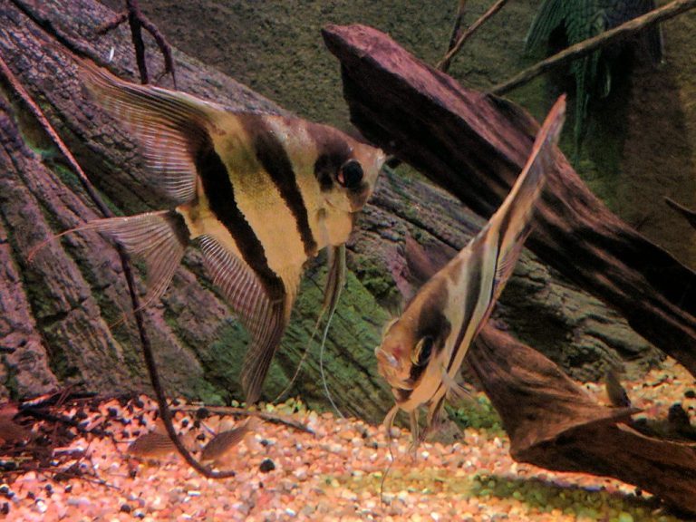 What Do Angelfish Eggs Look Like
