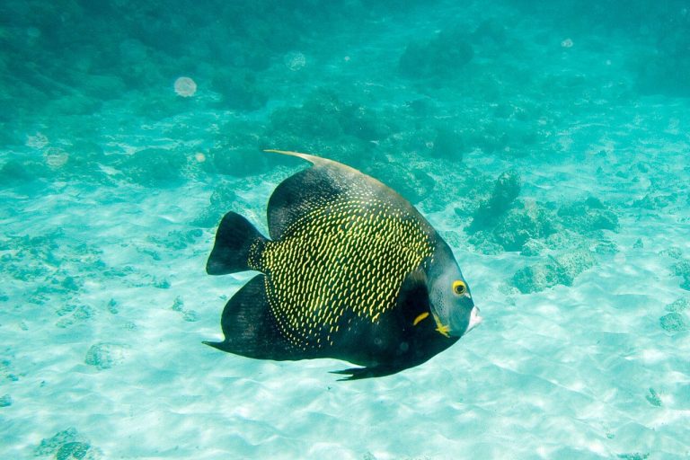 What Do French Angelfish Eat
