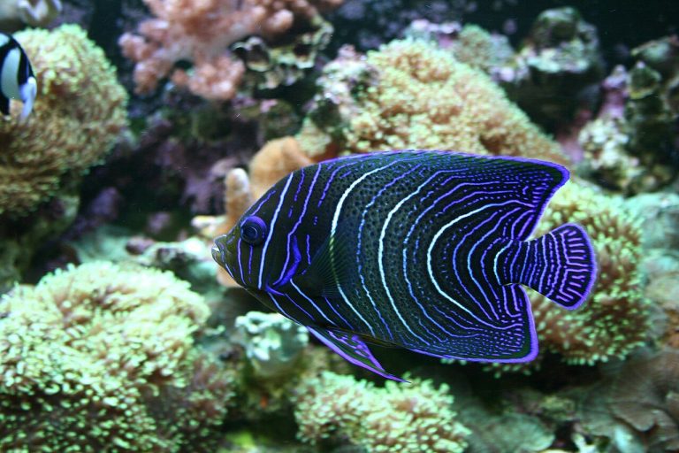 What Do Queen Angelfish Eat