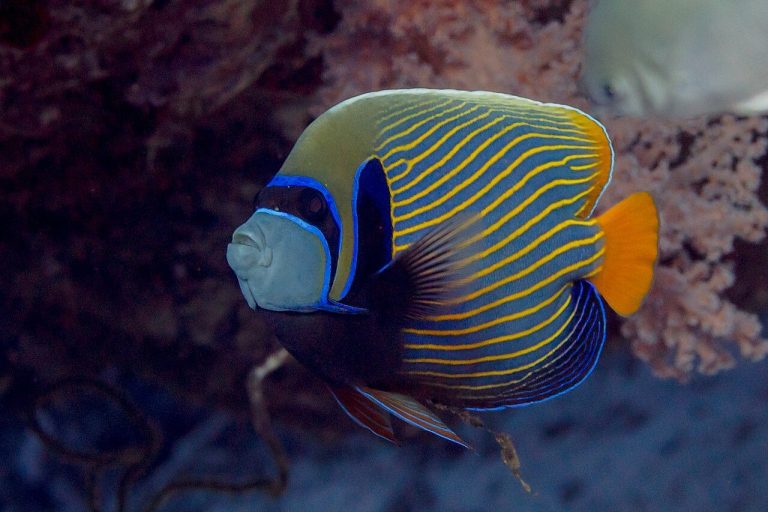 What Do Saltwater Angelfish Eat