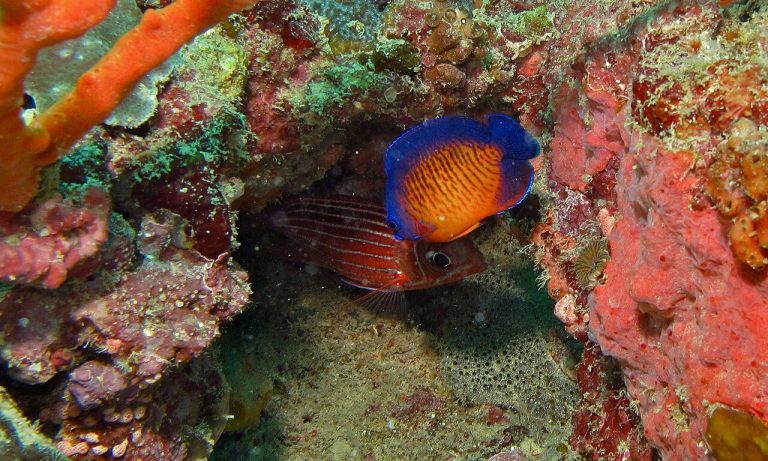 What Does A Coral Beauty Angelfish Eat