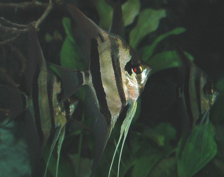 What Does An Angelfish Look Like