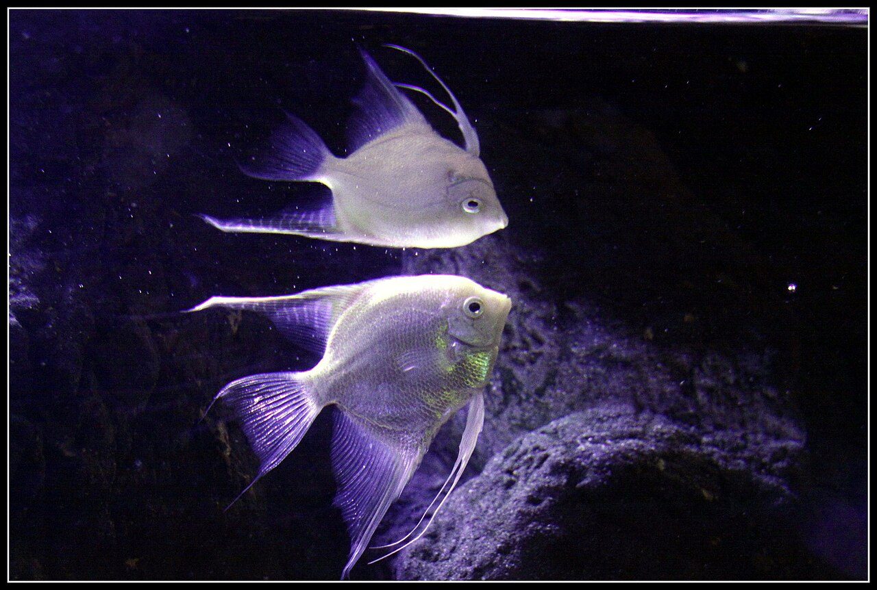 What Family Are Angelfish In