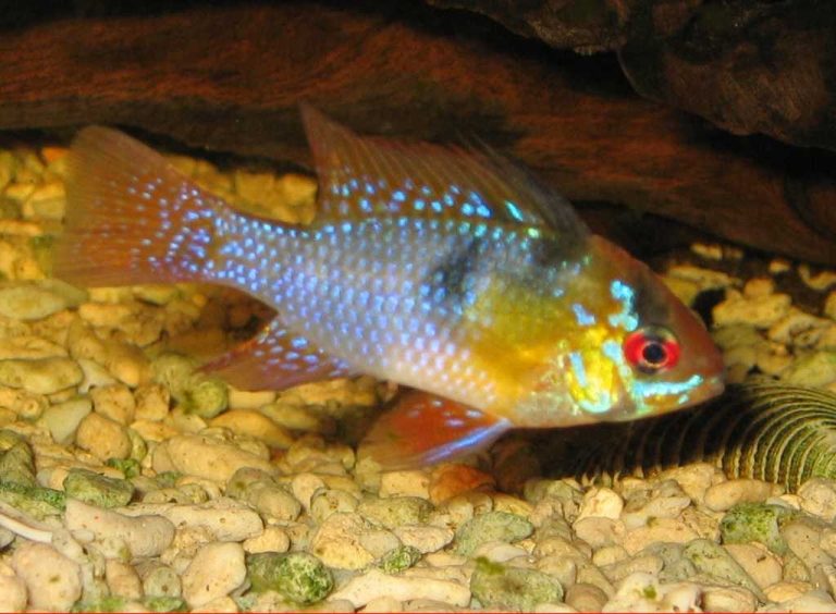 What Freshwater Fish Is Common To Catch