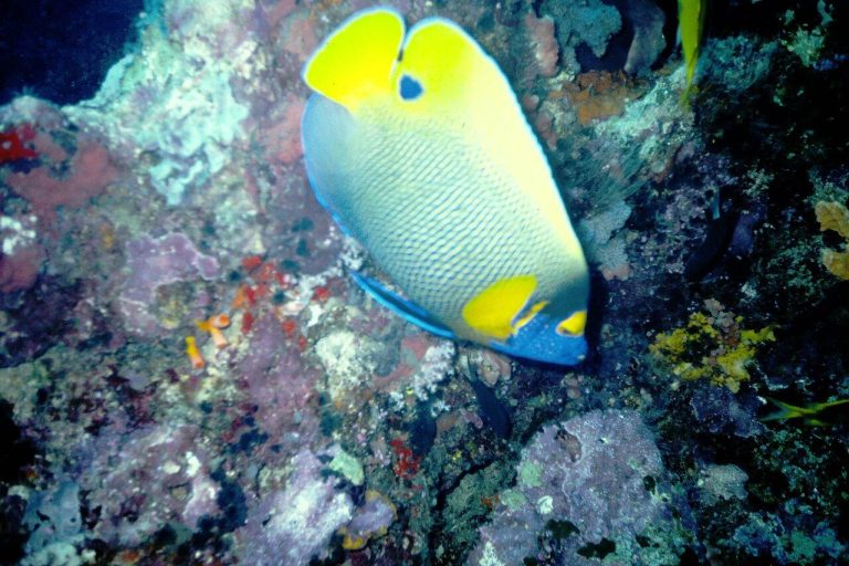 What Is A Blueface Angelfish
