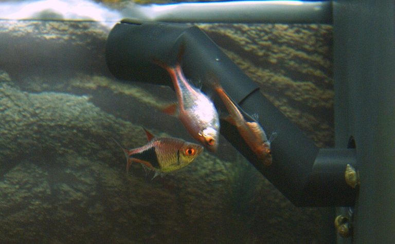 What Is A Freshwater Fish