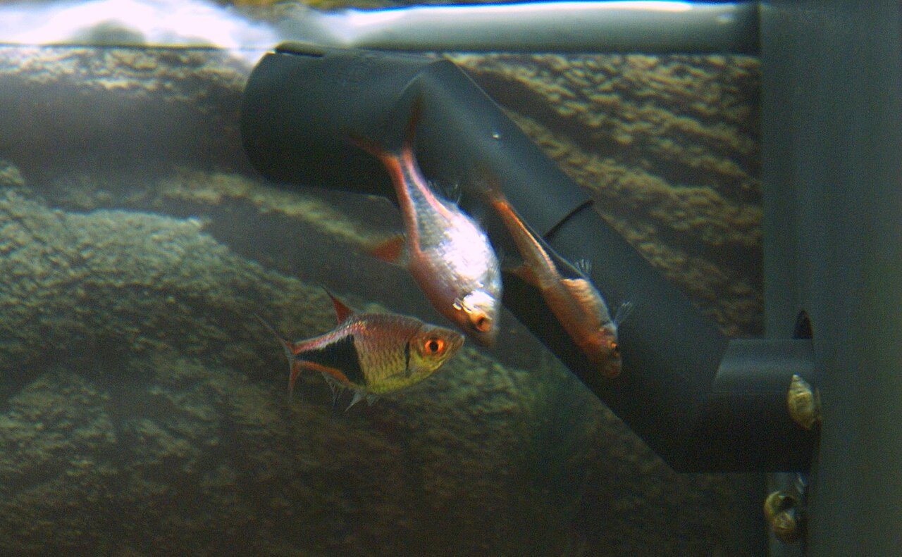 What Is A Freshwater Fish