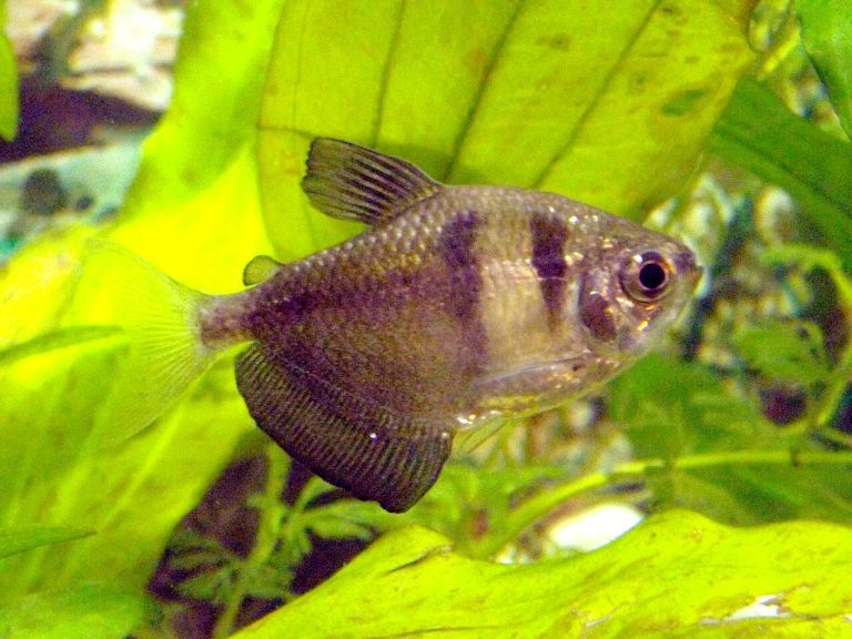 What Is A Glofish