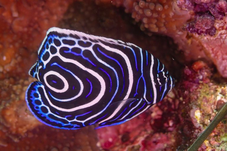 What Is A Good Starter Saltwater Angelfish