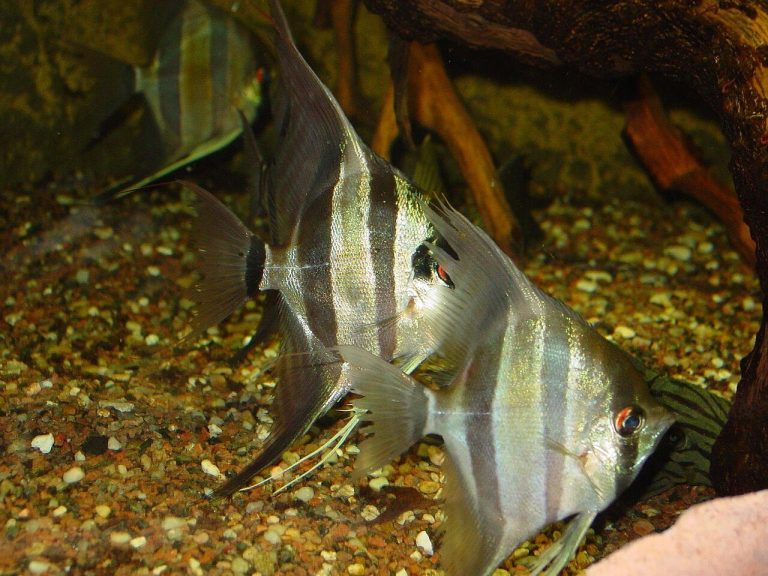 What Is A Peruvian Altum Angelfish