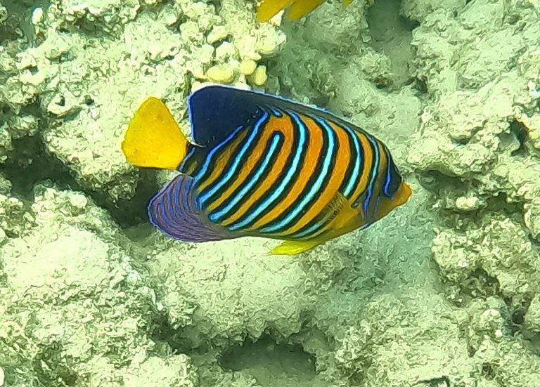 What Is A Regal Angelfish