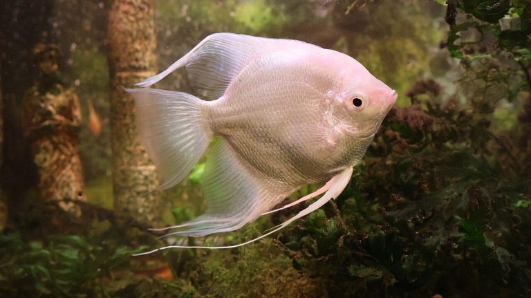 What Is An Angelfish