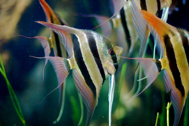 What Is The Difference Between Altum And Scalare Angelfish