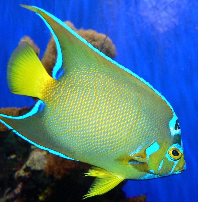 What Is The Difference Between Blue Angelfish And Queen Angelfish
