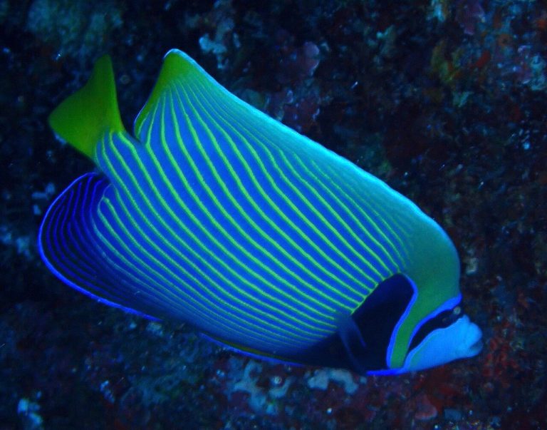 What Is The Difference Between Freshwater And Saltwater Angelfish