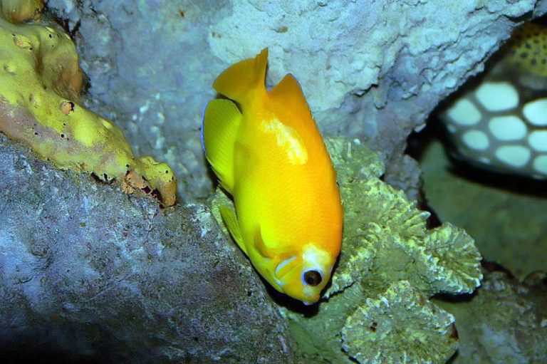 What Is The Difference Between Lemonpeel And False Lemonpeel Angelfish