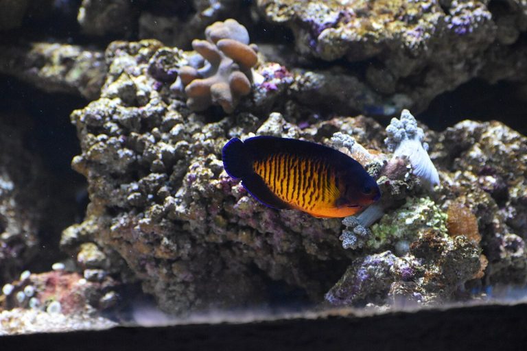 What Is The Lifespan Of A Coral Beauty Angelfish