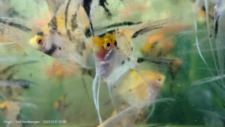 What Is The Minimum Tank Size For Angelfish