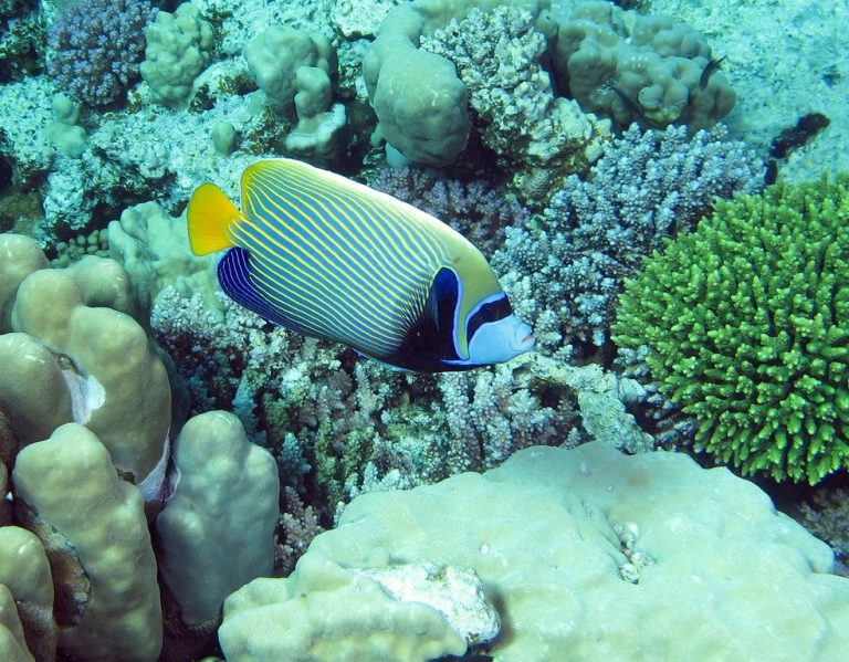 What Is The Most Reef Safe Angelfish