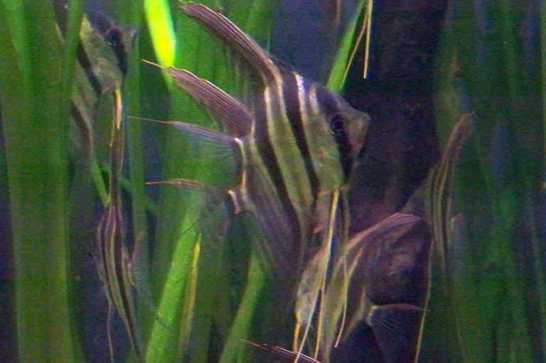 What Is The Scientific Name Of Angelfish