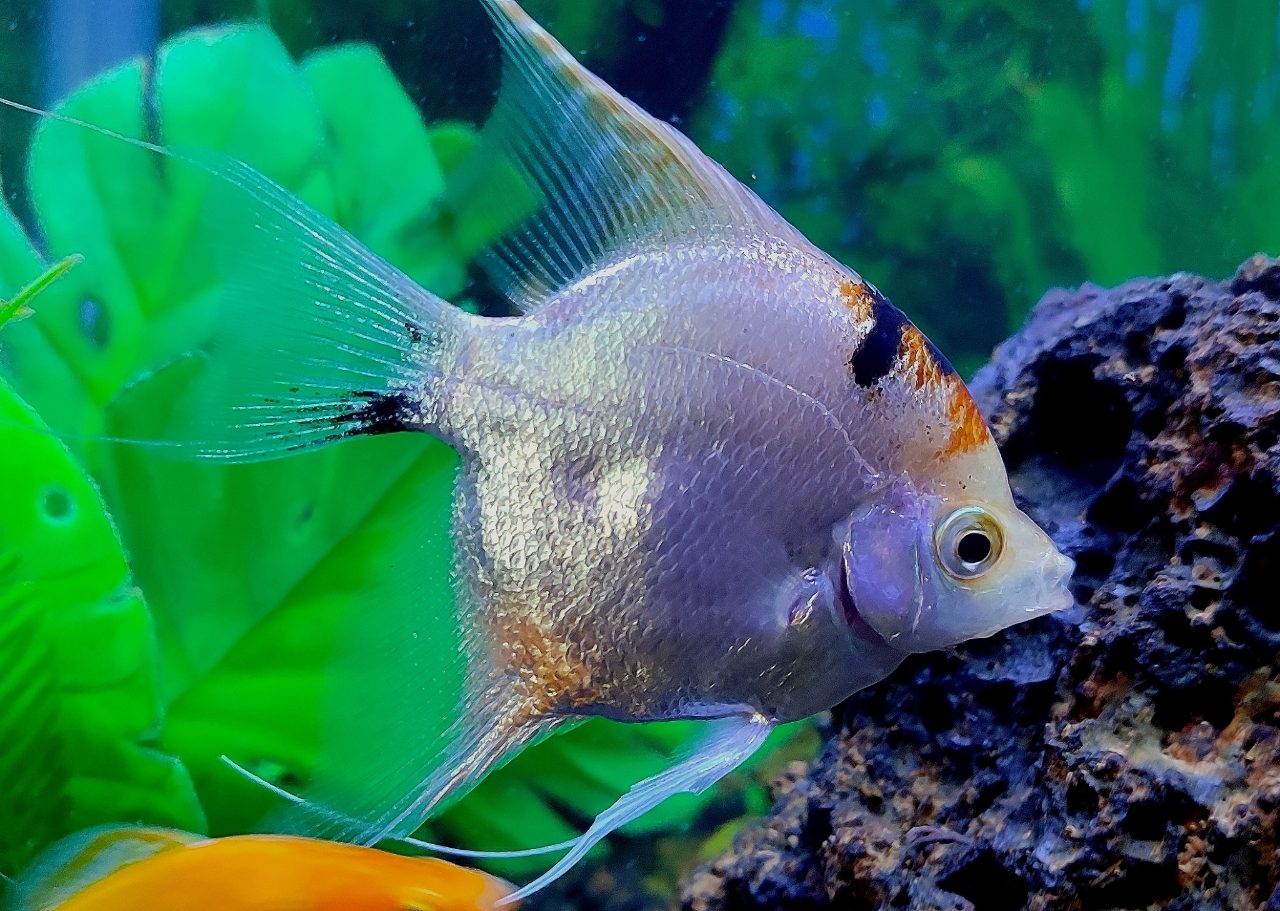 What pH Do Angelfish Need