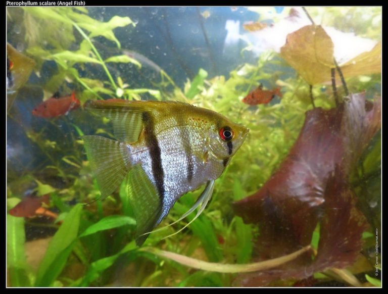 What Plants Do Angelfish Not Destroy
