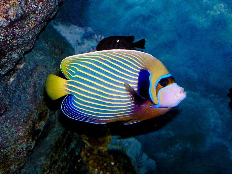 What Saltwater Angelfish Is Easiest To Keep