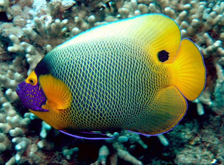 What Size Tank Does A Blueface Angelfish Need
