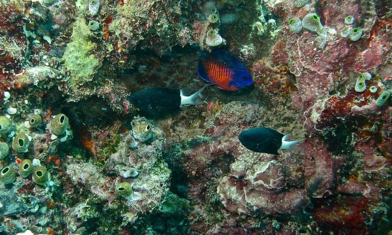 What Size Tank Does A Coral Beauty Angelfish Need