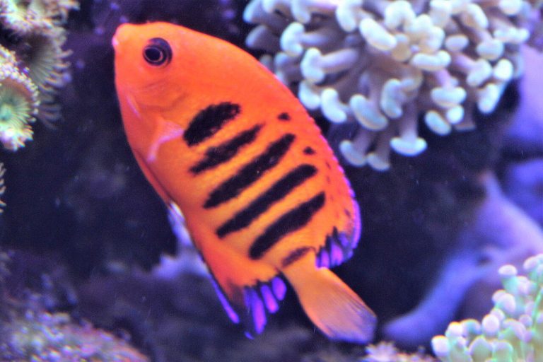 What Size Tank Does A Flame Angelfish Need