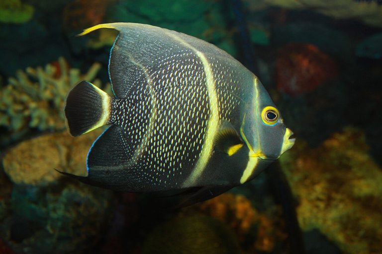 What Size Tank Does A French Angelfish Need