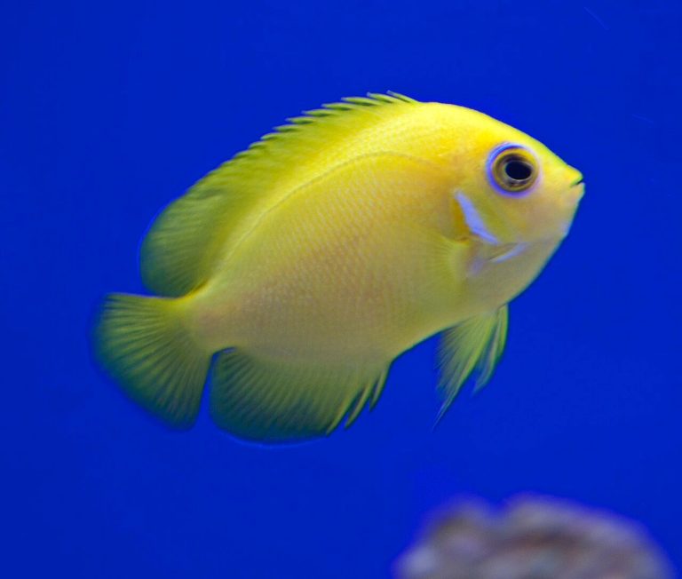 What Size Tank Does A Lemonpeel Angelfish Need